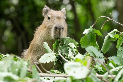Wasserschweine haben die Stadt-Wälder zum Fressen gerne