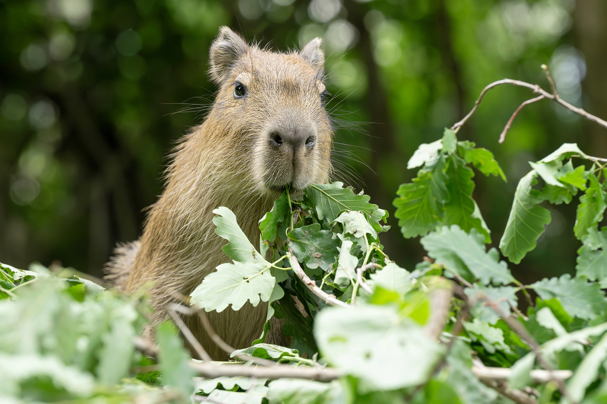 Wasserschweine haben die Stadt-Wälder zum Fressen gerne