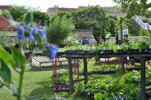 Grüner wird’s nicht: City Farm lädt zum großen Gartenfest