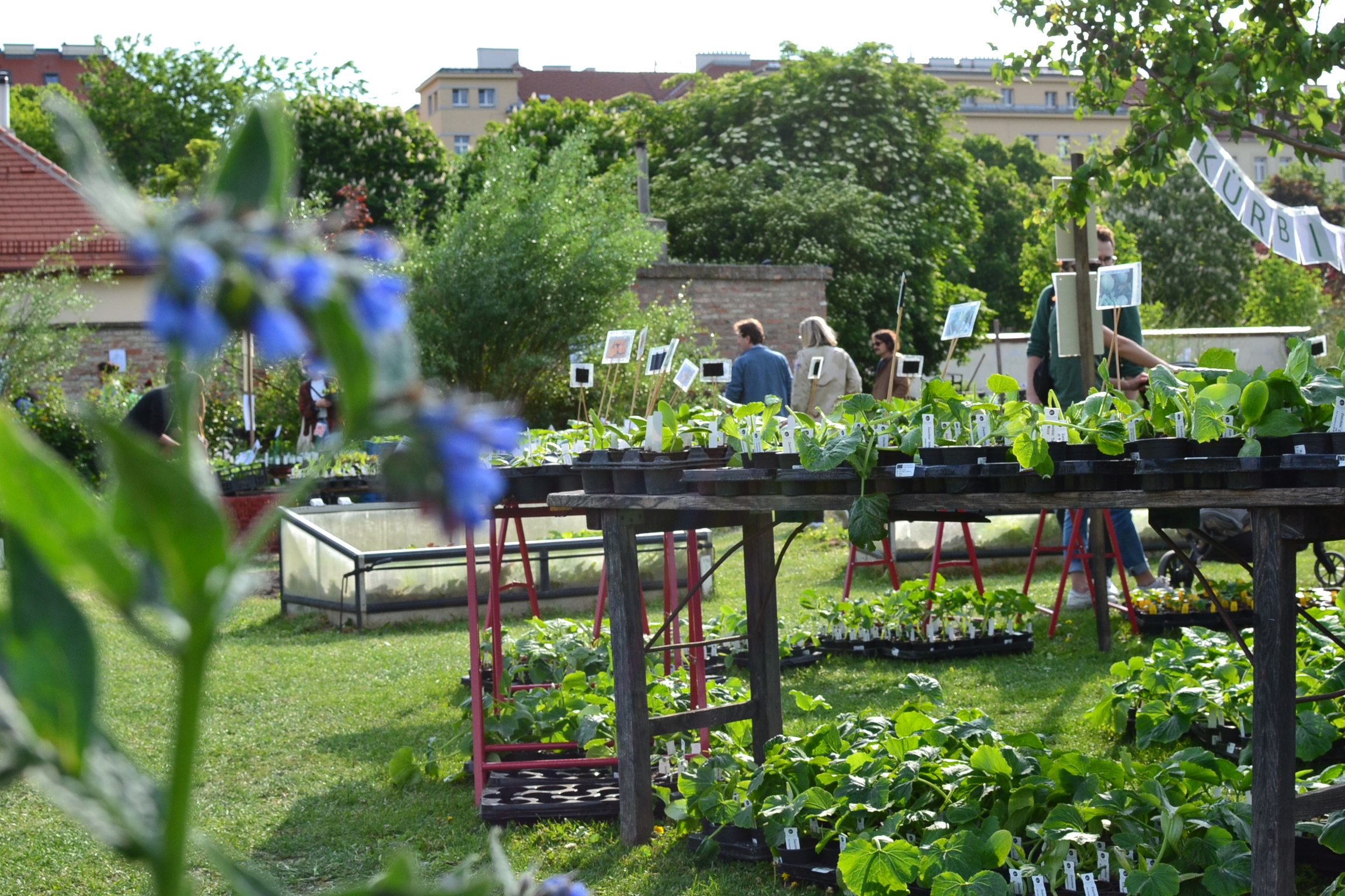 Grüner wird’s nicht: City Farm lädt zum großen Gartenfest