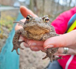 Die Kröten-Rettung war einmal mehr erfolgreich