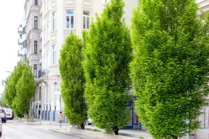 Grüne Baumzeile entlang der Linken Wienzeile