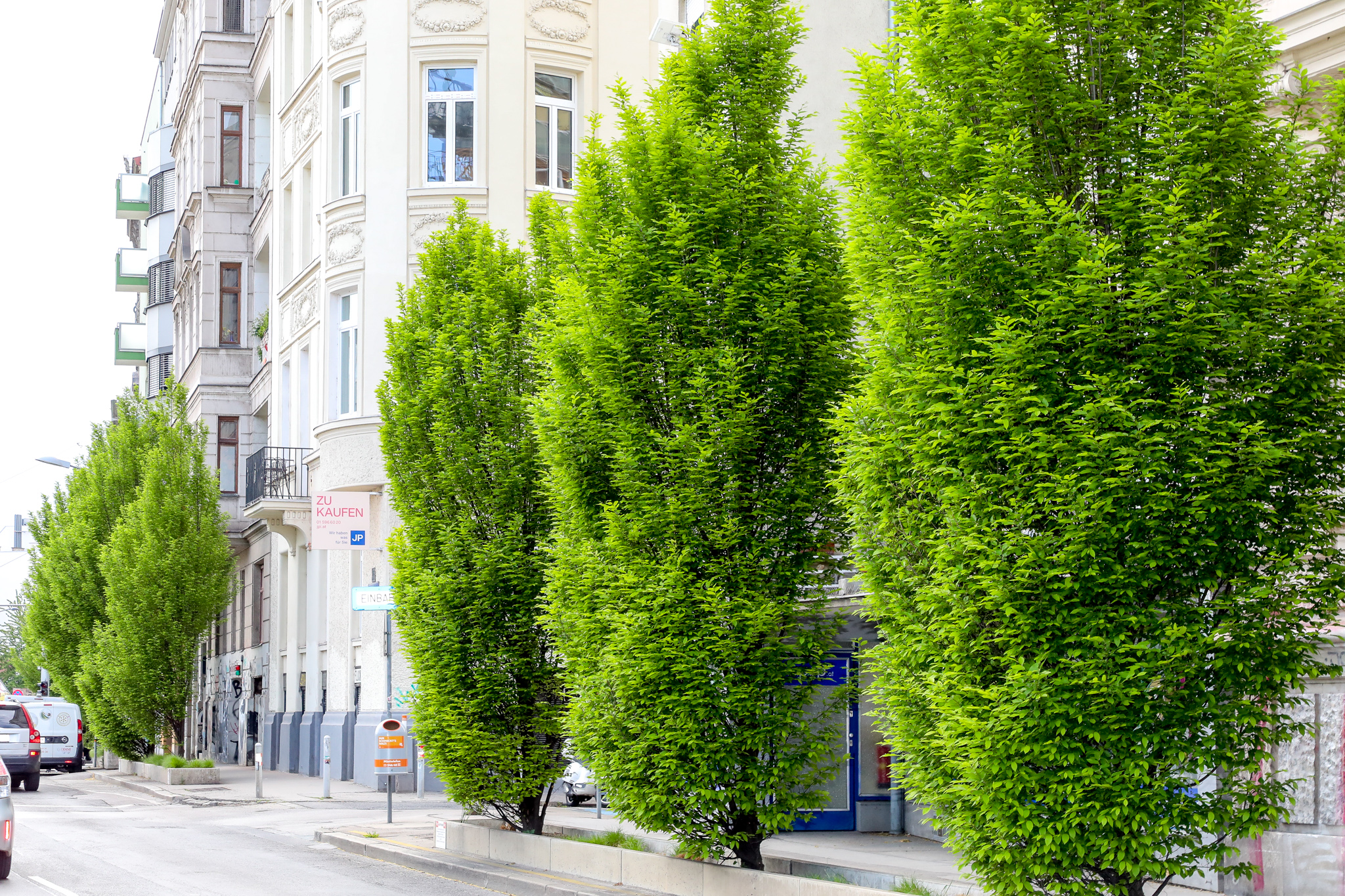Grüne Baumzeile entlang der Linken Wienzeile