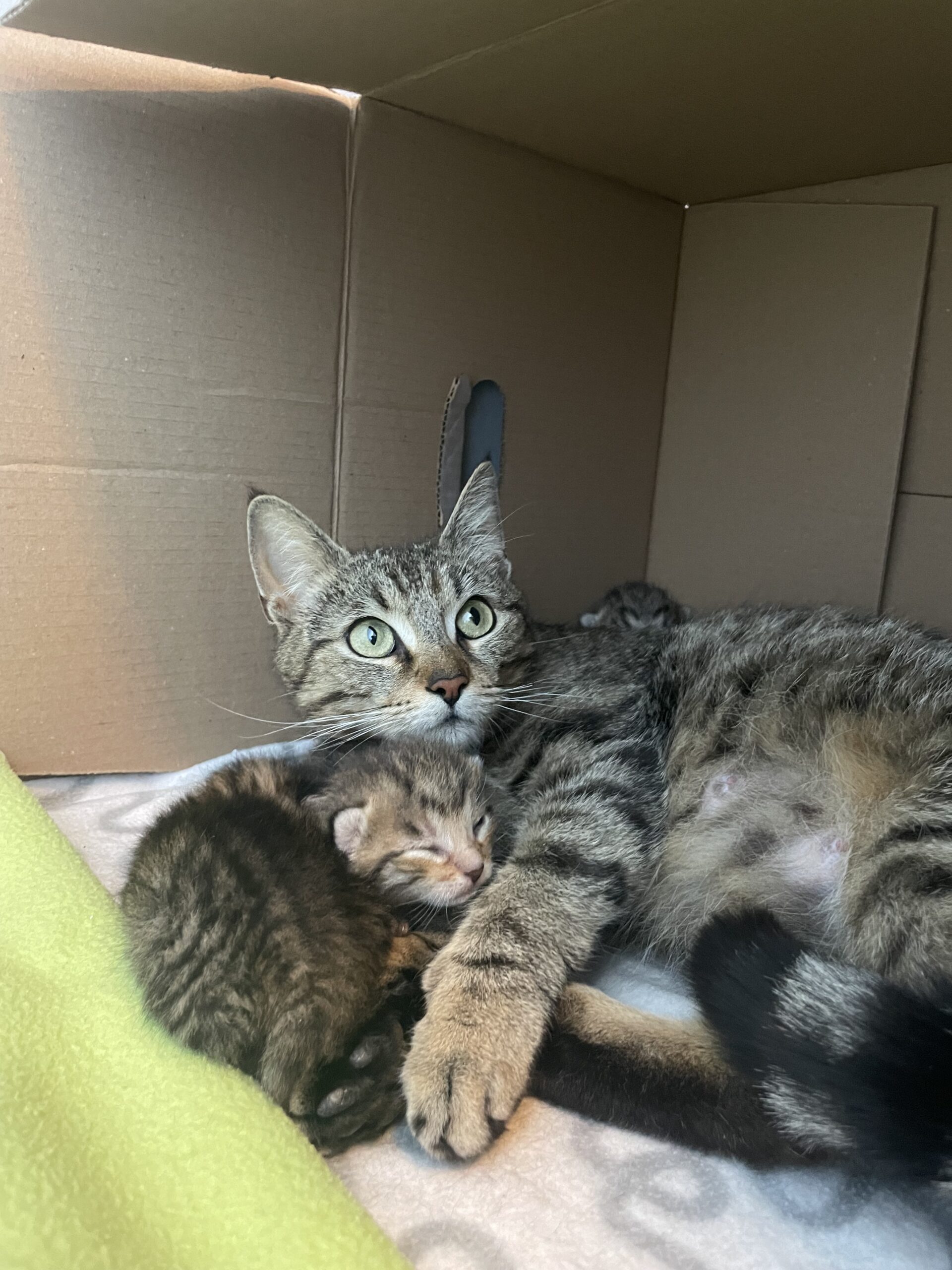 TierQuarTier: 30 Katzen in wenigen Tagen aufgenommen