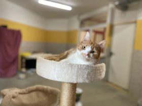 Notfellchen-Mittwoch: Cynthia sucht ein neues Zuhause