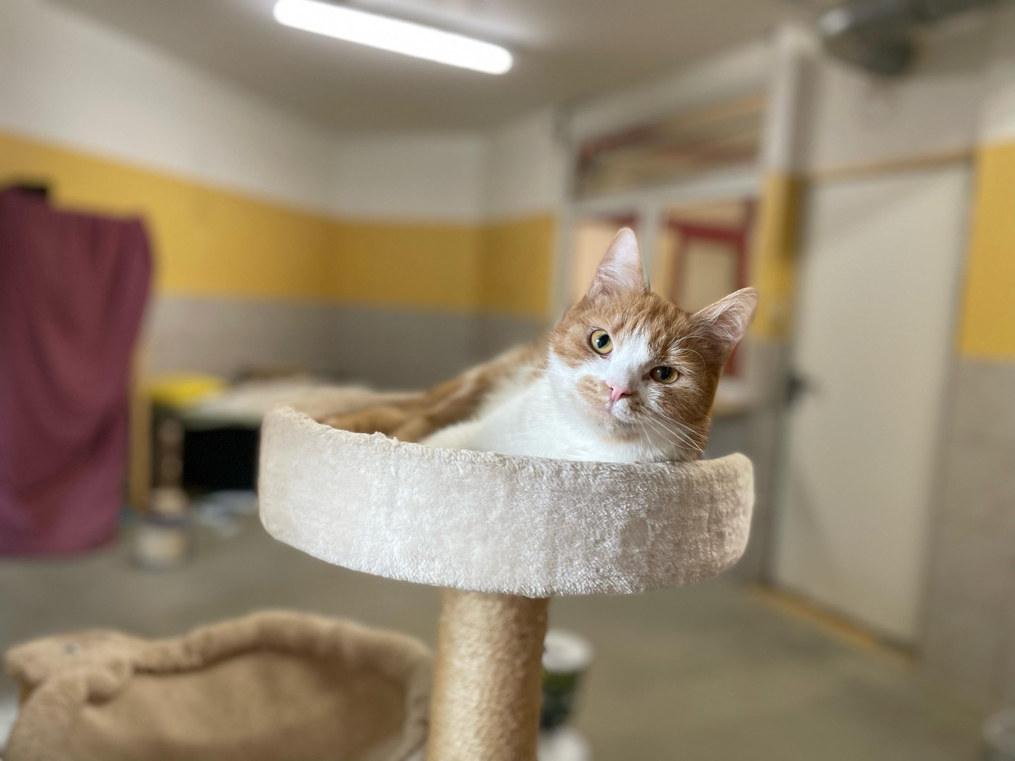 Notfellchen-Mittwoch: Cynthia sucht ein neues Zuhause