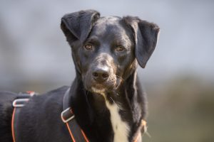 Notfellchen-Mittwoch: Damon sucht ein neues Zuhause