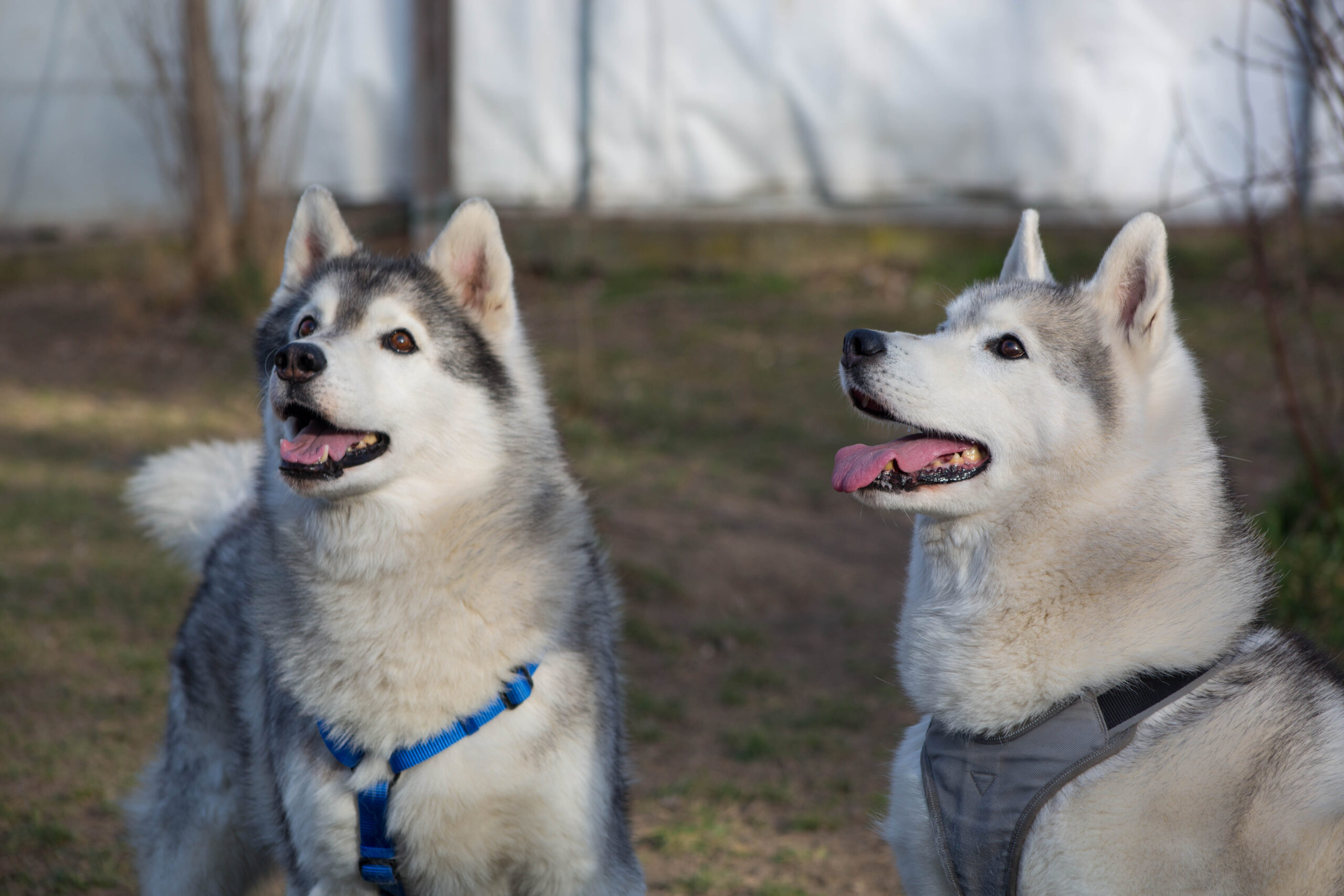 Notfellchen-Mittwoch: Fin & Frosty suchen ein neues Zuhause