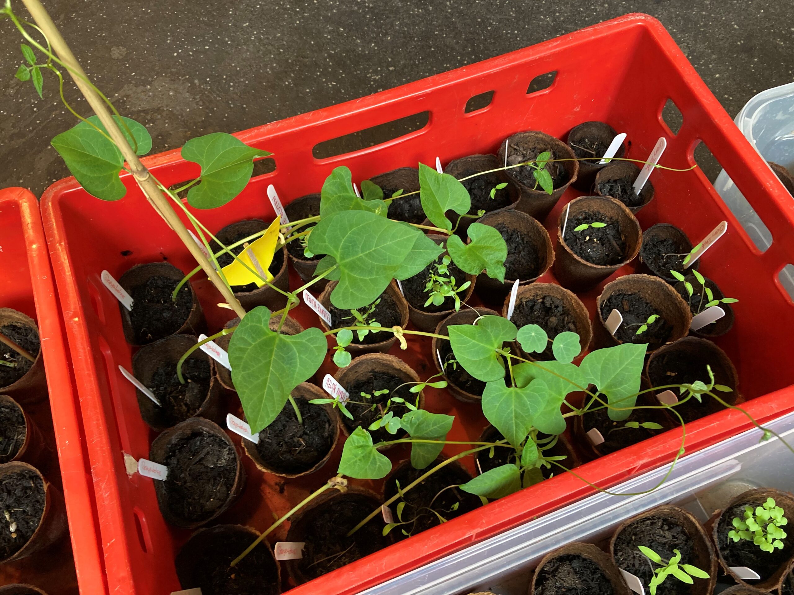 In Favoriten werden wieder Pflanzen getauscht