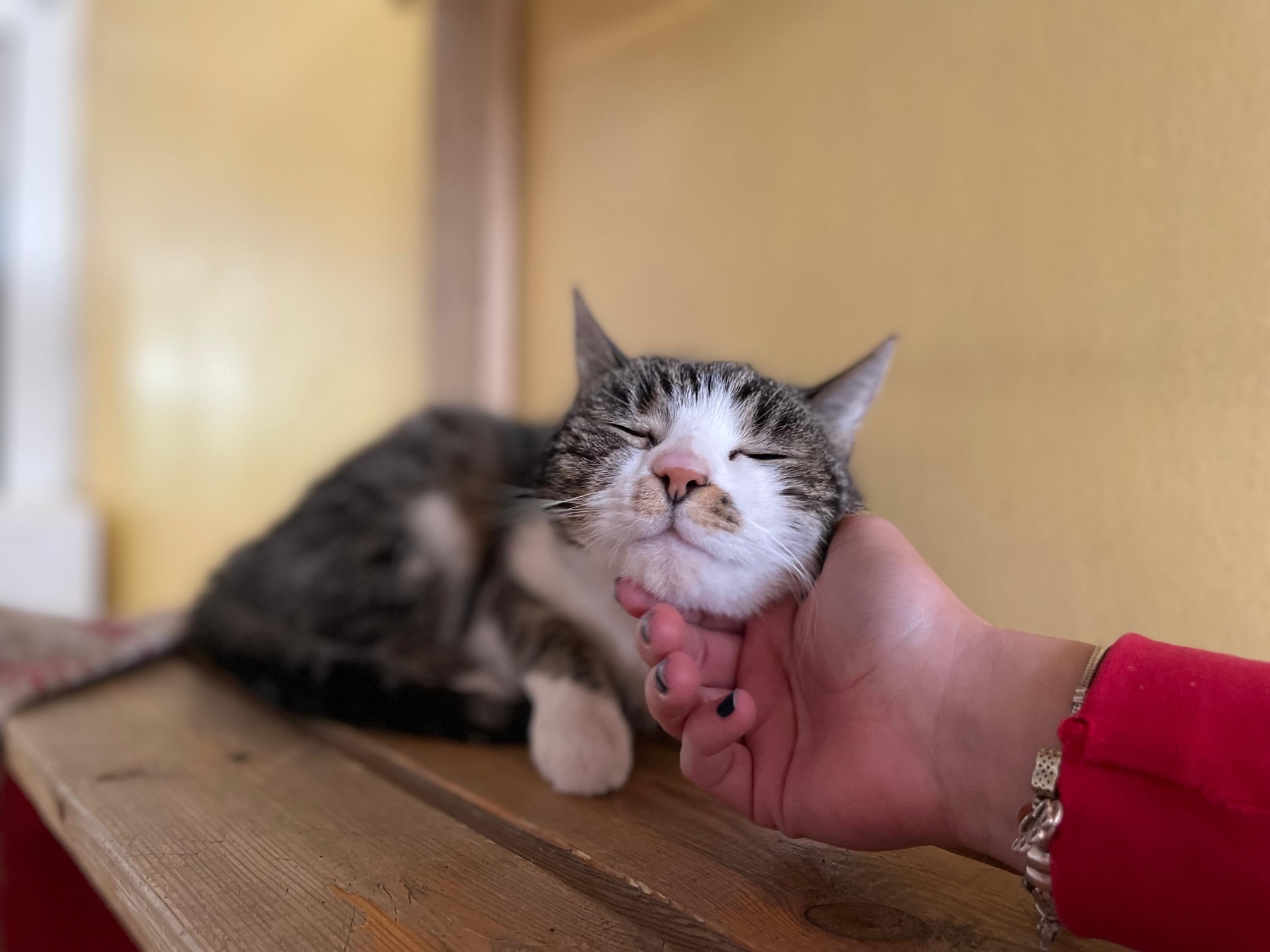 Notfellchen-Mittwoch: Karma & Sakura suchen ein neues Zuhause