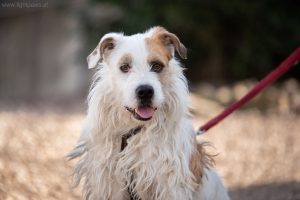 Notfellchen-Mittwoch: Rugo sucht ein neues Für-Immer-Zuhause