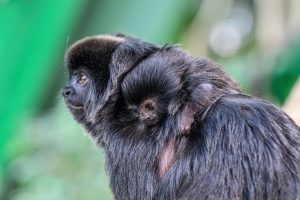 Muttertag im Haus des Meeres: Fürsorge im Tierreich erleben