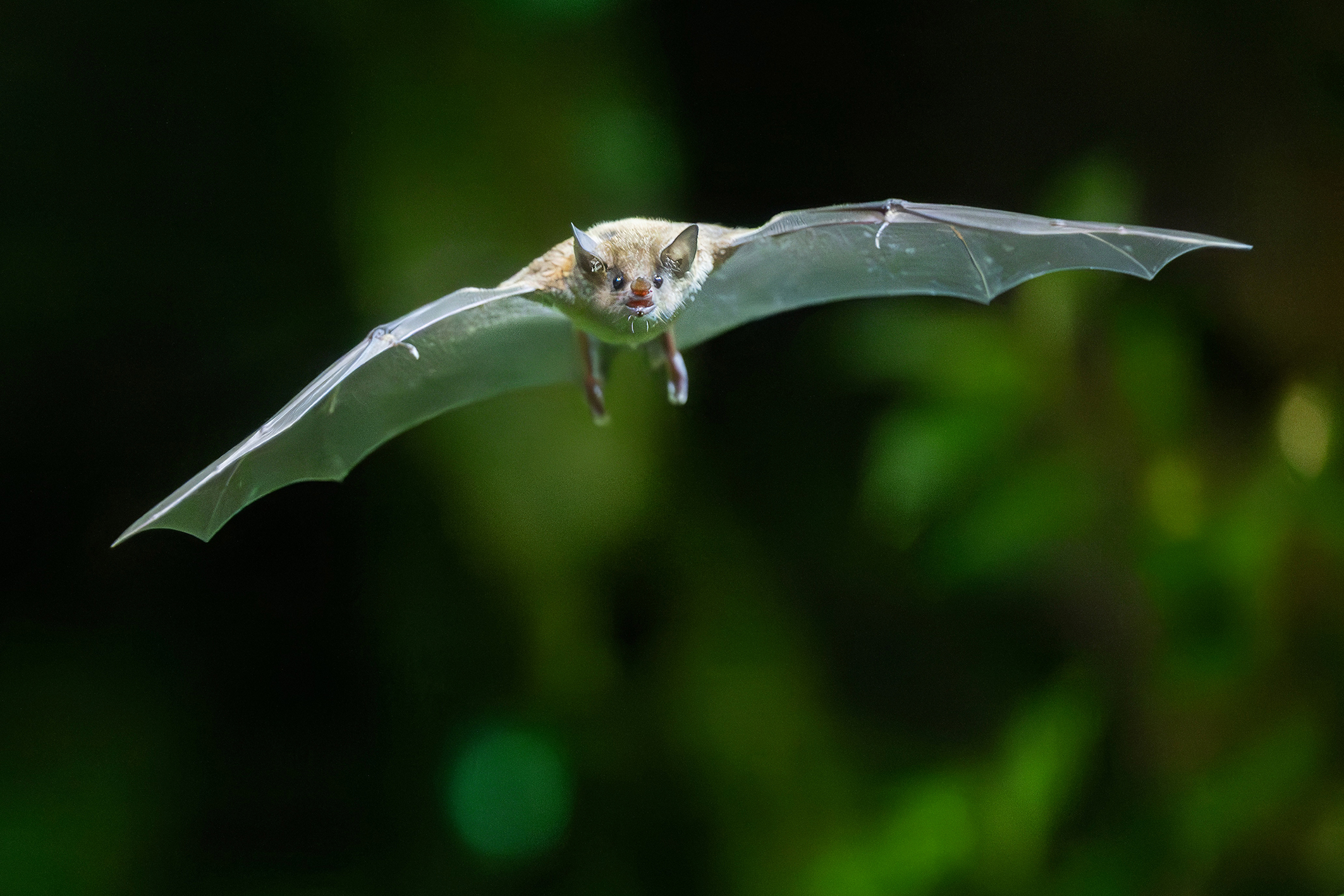Strauss-Jahr: Lebende Hommage an seine Operette