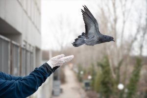 Neue Zählung zeigt: Deutlich weniger Stadttauben in Wien