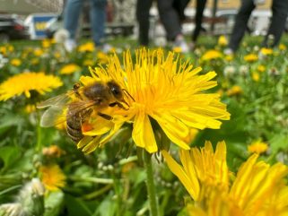 Gartl-Fest: Die Artenvielfalt im 12. Bezirk findet “Stadt”
