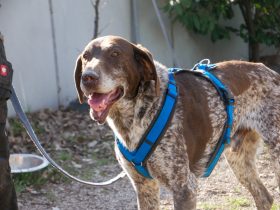 Notfellchen-Mittwoch: Igor sucht ein neues Für-Immer-Zuhause