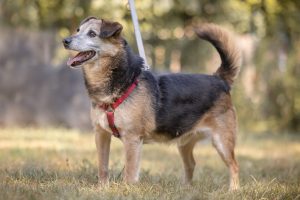 Notfellchen-Mittwoch: Lucky sucht ein neues Für-Immer-Zuhause