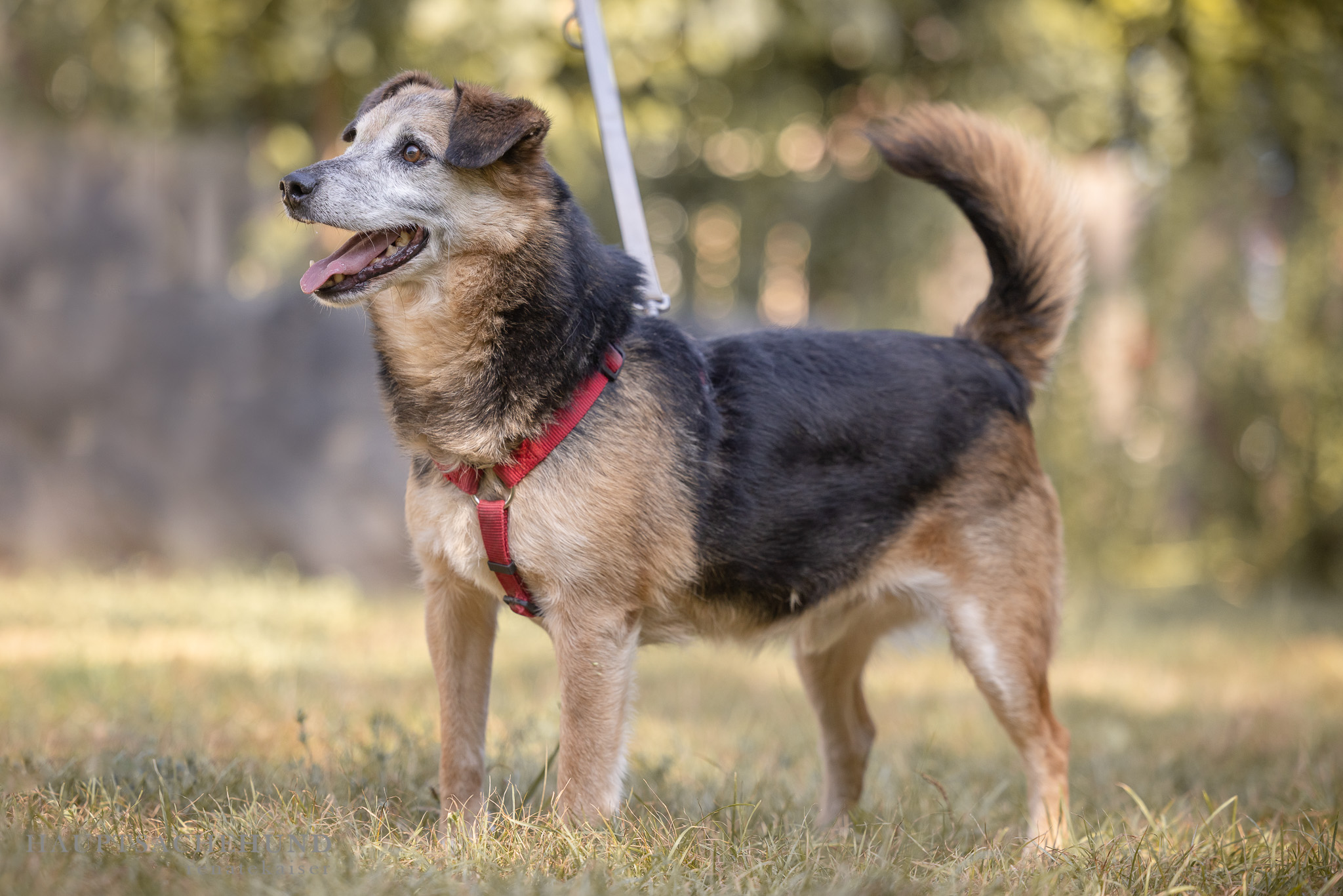 Notfellchen-Mittwoch: Lucky sucht ein neues Für-Immer-Zuhause