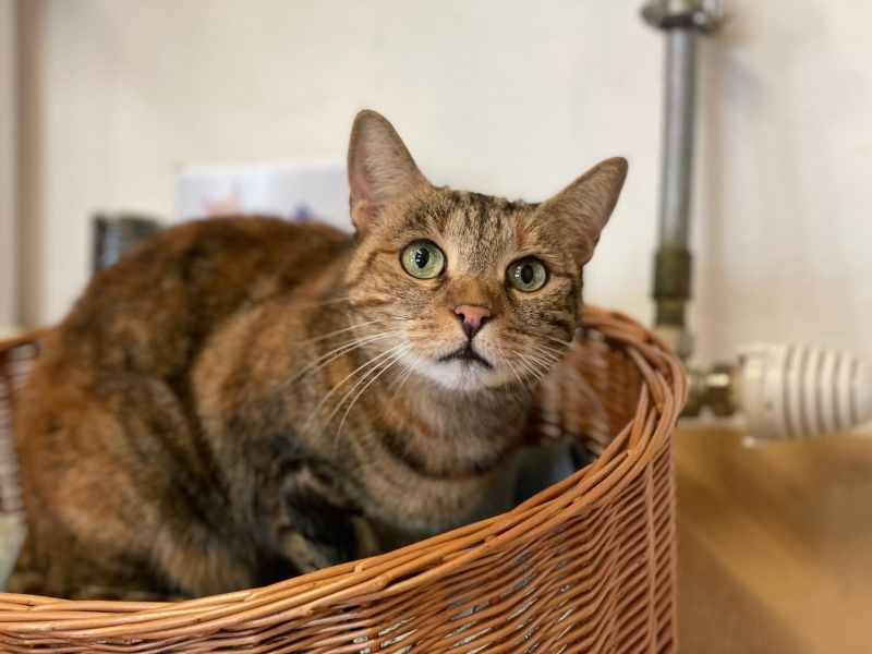 Notfellchen-Mittwoch: Medusa sucht ein neues Für-Immer-Zuhause