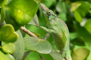 Tiergarten: Feiertag für die Chamäleons am 9. Mai