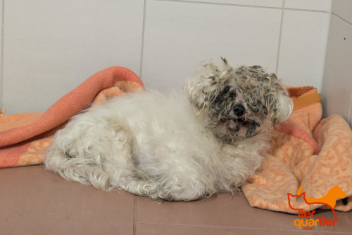 Wie Müll entsorgt: Das erschütternde Schicksal von Hund Winnie