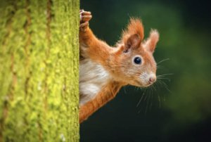 Wildtier-Hit 2025: Das Eichkätzchen erobert das Land