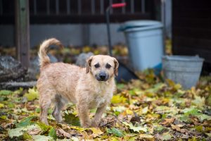 Notfellchen-Mittwoch: Caspar sucht ein neues Für-Immer-Zuhause