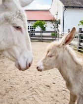 Schloss Hof: Weißer Esel Wilson verzaubert die Besucher