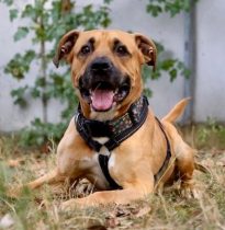 Notfellchen-Mittwoch: Malki sucht ein neues Für-Immer-Zuhause