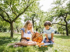 In der Wachau wird jetzt die Marille Fest gefeiert