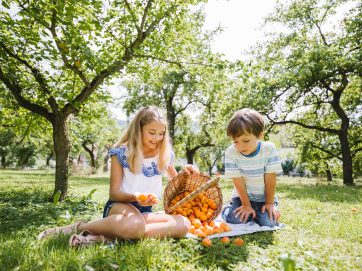 In der Wachau wird jetzt die Marille Fest gefeiert