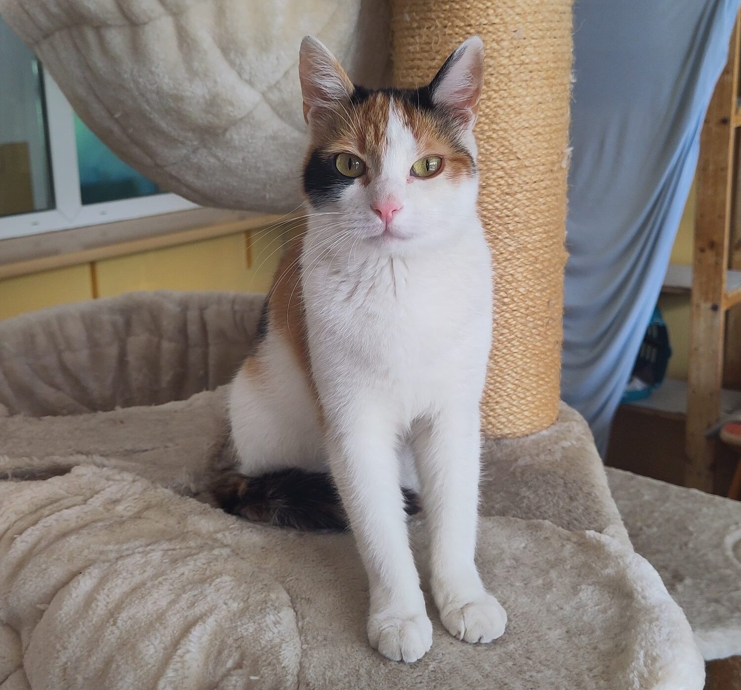 Notfellchen-Mittwoch: Sofia sucht ein neues Für-Immer-Zuhause