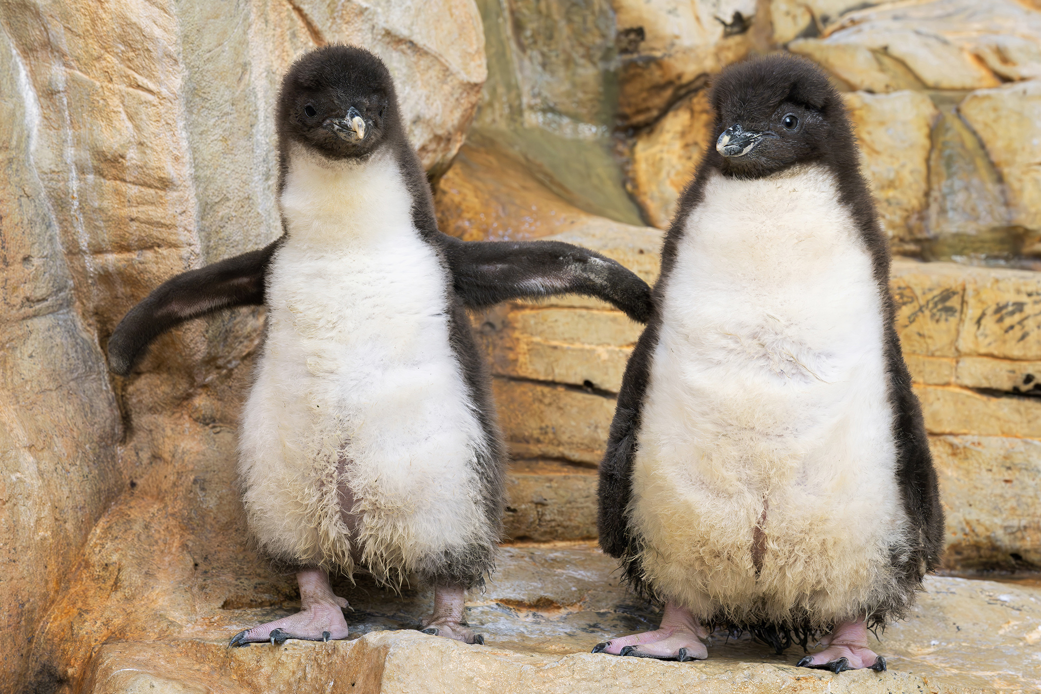 Felsenpinguin-Babys: Das entzückende Dutzend im Zoo