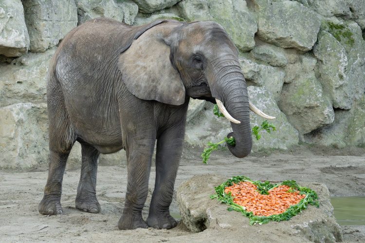 Tiergarten Schönbrunn
